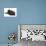 Black Kitten, 7 Weeks, Rolling on its Back-Mark Taylor-Photographic Print displayed on a wall