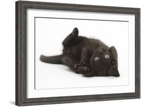 Black Kitten, 7 Weeks, Rolling on its Back-Mark Taylor-Framed Photographic Print