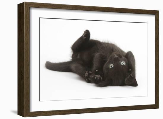 Black Kitten, 7 Weeks, Rolling on its Back-Mark Taylor-Framed Photographic Print