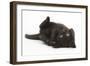 Black Kitten, 7 Weeks, Rolling on its Back-Mark Taylor-Framed Photographic Print