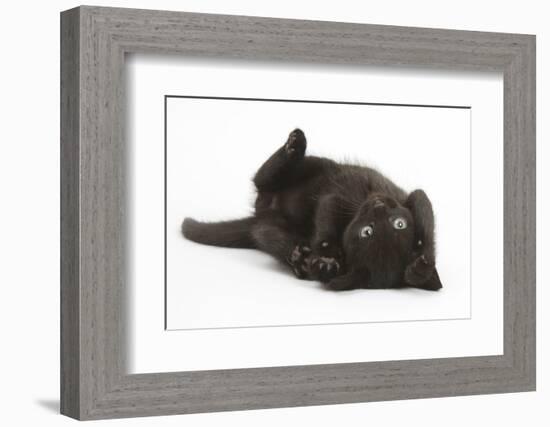 Black Kitten, 7 Weeks, Rolling on its Back-Mark Taylor-Framed Photographic Print