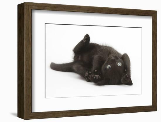 Black Kitten, 7 Weeks, Rolling on its Back-Mark Taylor-Framed Photographic Print