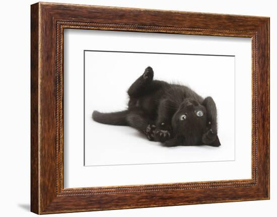 Black Kitten, 7 Weeks, Rolling on its Back-Mark Taylor-Framed Photographic Print