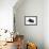 Black Kitten, 7 Weeks, Rolling on its Back-Mark Taylor-Framed Photographic Print displayed on a wall