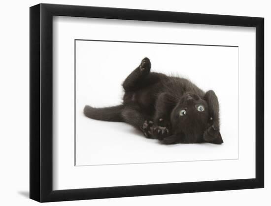 Black Kitten, 7 Weeks, Rolling on its Back-Mark Taylor-Framed Photographic Print