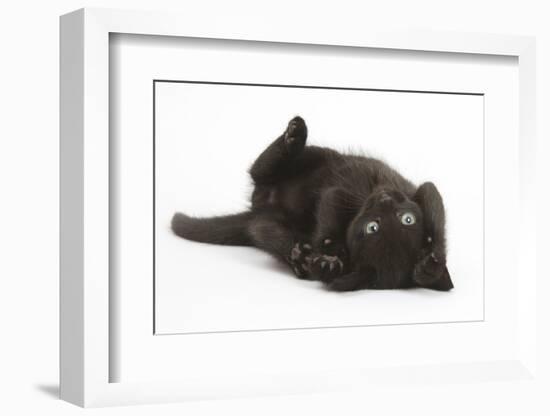 Black Kitten, 7 Weeks, Rolling on its Back-Mark Taylor-Framed Photographic Print