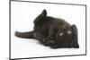 Black Kitten, 7 Weeks, Rolling on its Back-Mark Taylor-Mounted Photographic Print