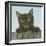 Black Kitten-Janet Pidoux-Framed Giclee Print