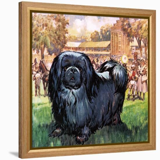 Black Knight. the Pekinese Dog Owned by Artist Sir Alfred Munnings.-McConnell-Framed Premier Image Canvas