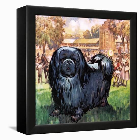 Black Knight. the Pekinese Dog Owned by Artist Sir Alfred Munnings.-McConnell-Framed Premier Image Canvas