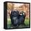 Black Knight. the Pekinese Dog Owned by Artist Sir Alfred Munnings.-McConnell-Framed Premier Image Canvas