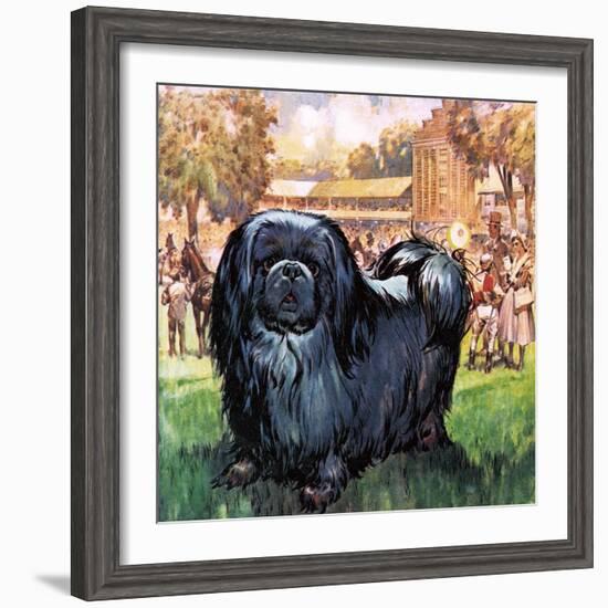 Black Knight. the Pekinese Dog Owned by Artist Sir Alfred Munnings.-McConnell-Framed Giclee Print
