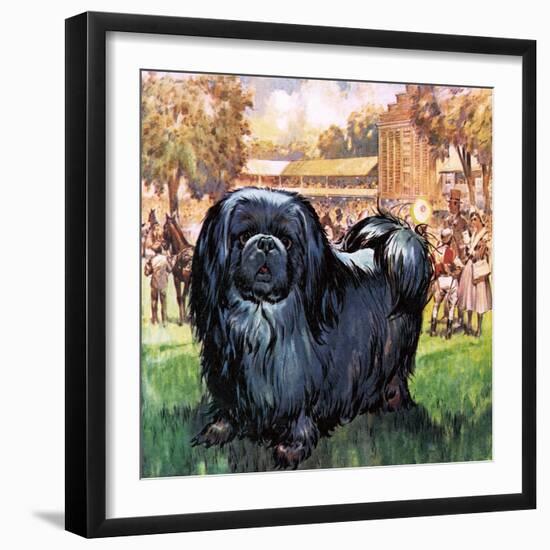 Black Knight. the Pekinese Dog Owned by Artist Sir Alfred Munnings.-McConnell-Framed Giclee Print