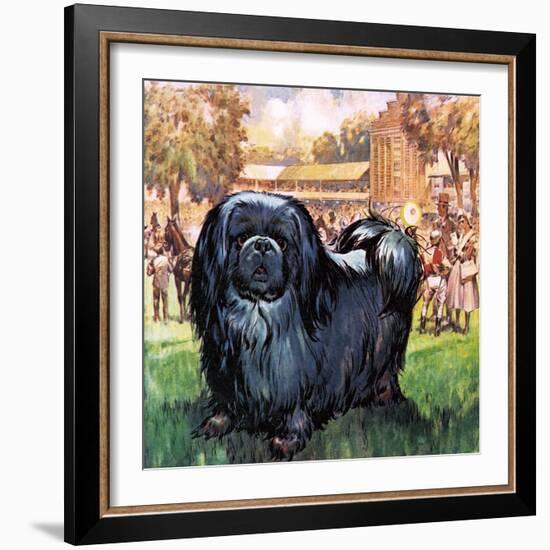 Black Knight. the Pekinese Dog Owned by Artist Sir Alfred Munnings.-McConnell-Framed Giclee Print