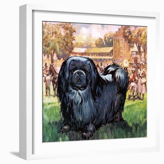 Black Knight. the Pekinese Dog Owned by Artist Sir Alfred Munnings.-McConnell-Framed Giclee Print