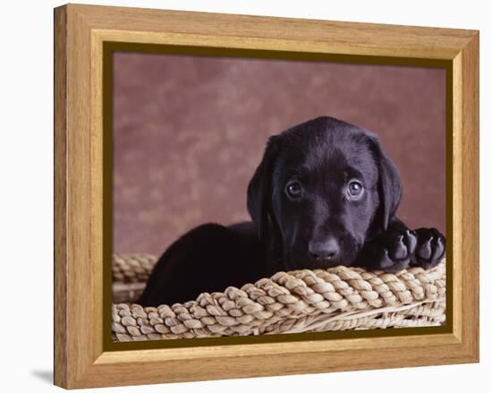 Black Lab Puppy in Basket-Jim Craigmyle-Framed Premier Image Canvas