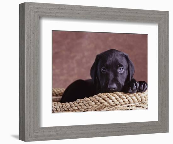 Black Lab Puppy in Basket-Jim Craigmyle-Framed Photographic Print