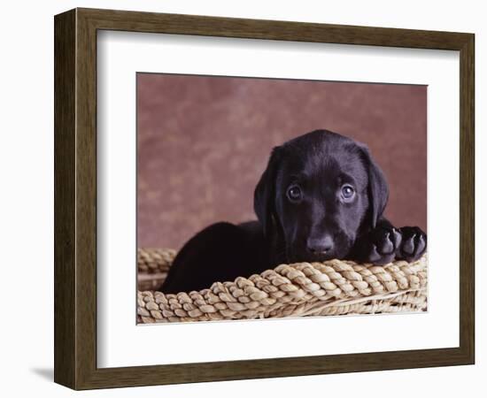 Black Lab Puppy in Basket-Jim Craigmyle-Framed Photographic Print