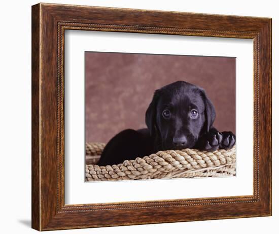 Black Lab Puppy in Basket-Jim Craigmyle-Framed Photographic Print