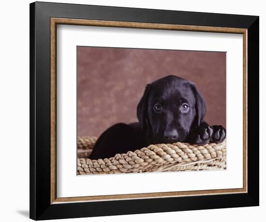 Black Lab Puppy in Basket-Jim Craigmyle-Framed Photographic Print