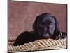 Black Lab Puppy in Basket-Jim Craigmyle-Mounted Photographic Print