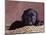 Black Lab Puppy in Basket-Jim Craigmyle-Mounted Photographic Print