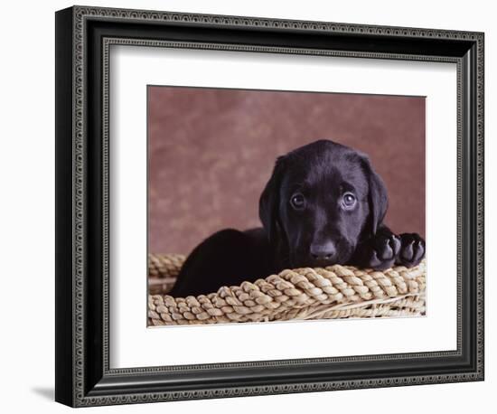 Black Lab Puppy in Basket-Jim Craigmyle-Framed Photographic Print