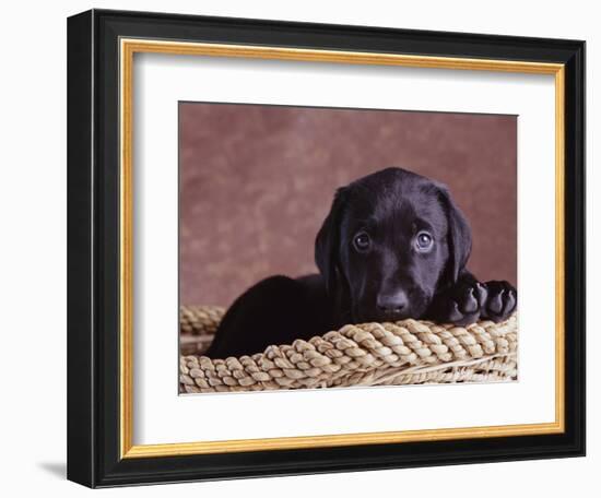 Black Lab Puppy in Basket-Jim Craigmyle-Framed Photographic Print