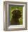 Black Lab-John Golden-Framed Giclee Print