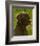 Black Lab-John Golden-Framed Giclee Print