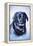 Black Lab-Rusty Frentner-Framed Premier Image Canvas