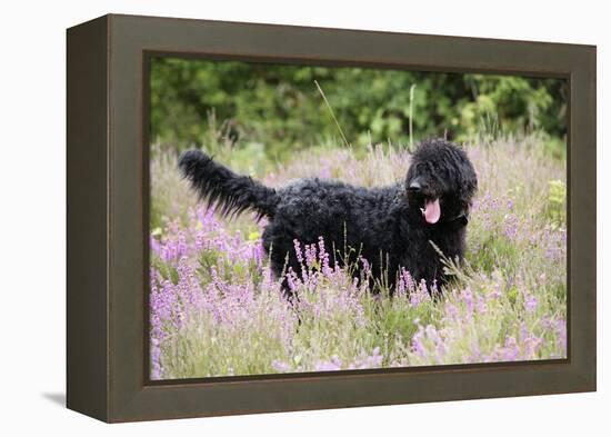 Black Labradoodle Standing in Field-null-Framed Premier Image Canvas