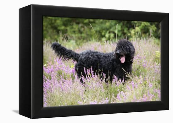 Black Labradoodle Standing in Field-null-Framed Premier Image Canvas