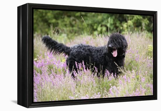 Black Labradoodle Standing in Field-null-Framed Premier Image Canvas