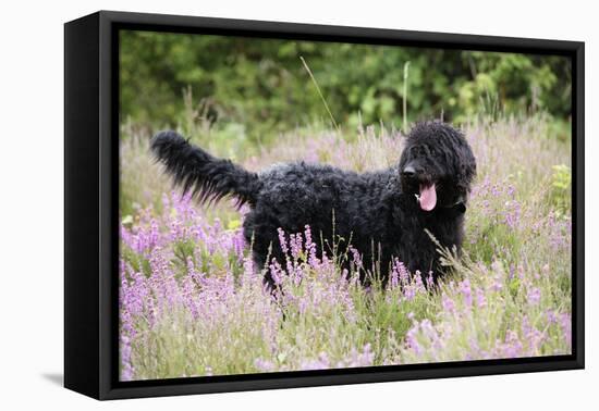 Black Labradoodle Standing in Field-null-Framed Premier Image Canvas