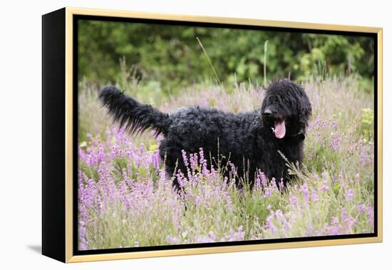 Black Labradoodle Standing in Field-null-Framed Premier Image Canvas