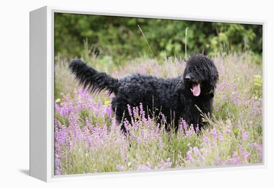 Black Labradoodle Standing in Field-null-Framed Premier Image Canvas