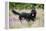 Black Labradoodle Standing in Field-null-Framed Premier Image Canvas