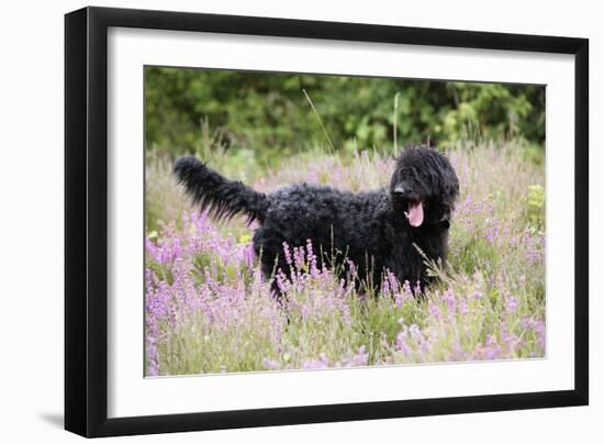 Black Labradoodle Standing in Field-null-Framed Photographic Print