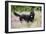 Black Labradoodle Standing in Field-null-Framed Photographic Print
