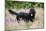 Black Labradoodle Standing in Field-null-Mounted Photographic Print