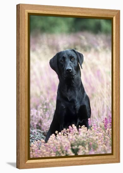 Black Labrador Dog in Heather-null-Framed Premier Image Canvas