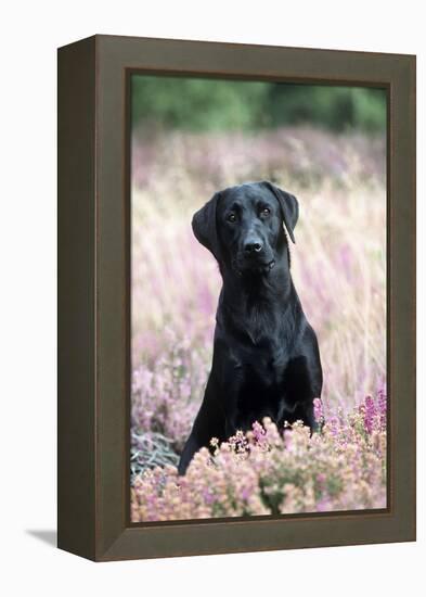 Black Labrador Dog in Heather-null-Framed Premier Image Canvas