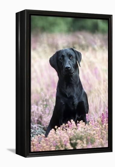 Black Labrador Dog in Heather-null-Framed Premier Image Canvas