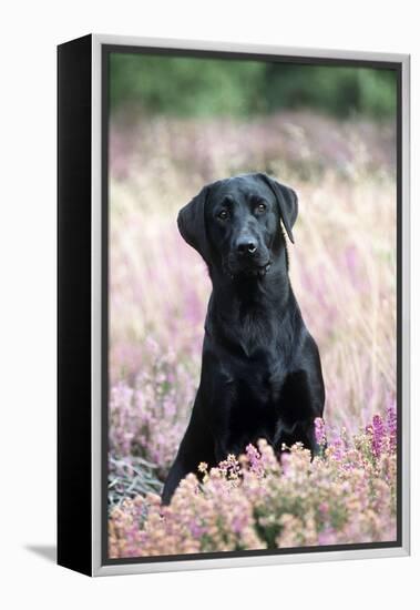 Black Labrador Dog in Heather-null-Framed Premier Image Canvas