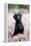 Black Labrador Dog in Heather-null-Framed Premier Image Canvas