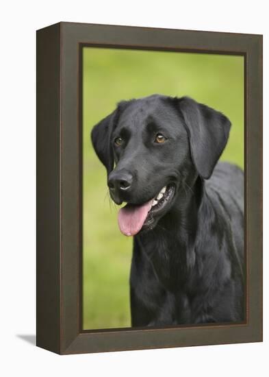 Black Labrador in Garden-null-Framed Premier Image Canvas