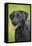 Black Labrador in Garden-null-Framed Premier Image Canvas