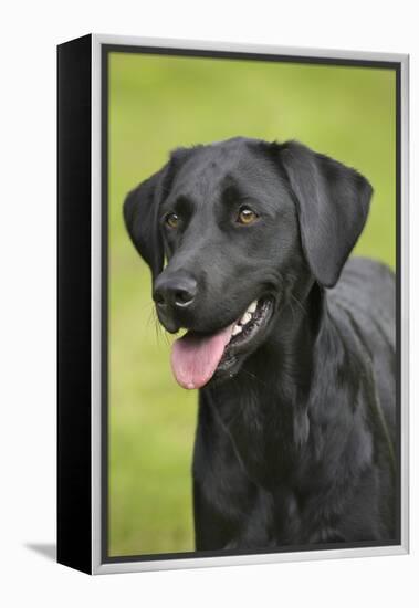 Black Labrador in Garden-null-Framed Premier Image Canvas