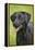 Black Labrador in Garden-null-Framed Premier Image Canvas